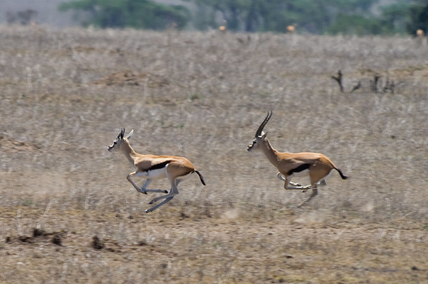 gazelles running in the bush